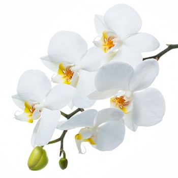 Стол обеденный Танго белый/Орхидея в Диксоне - dikson.mebel54.com | фото